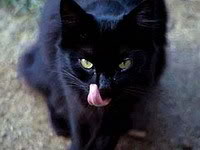 црна мачка